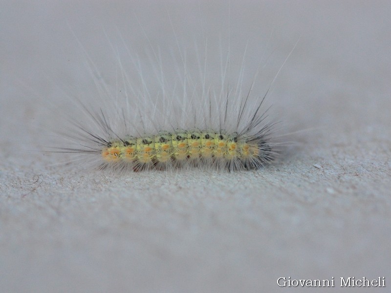 Larva di..? Hyphantria cunea, Erebidae Arctiinae